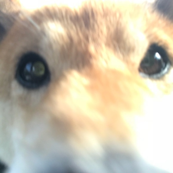 Meet your Posher, Stacy - Picture 2 of 3